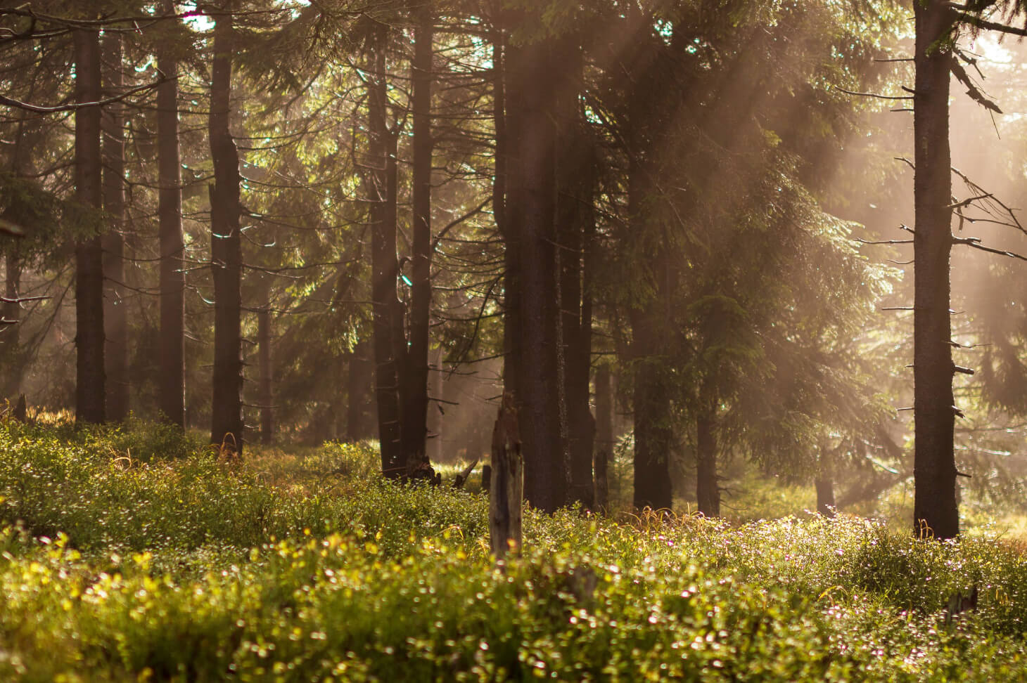 A nature setting.